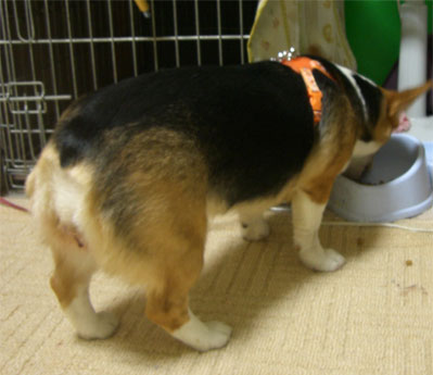 �A������̐H���͂��������`